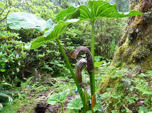 Sikkim Cobra Lily