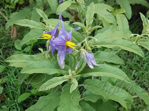 Solanum Elaeagnifolium Silverleaf Nightshade