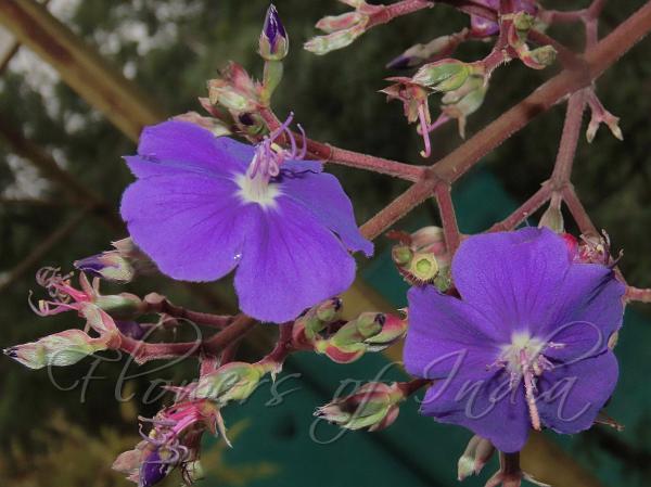 Silverleaf Princess Flower