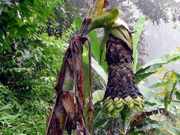 Ensete glaucum Snow Banana Tropical Beauty Very RARE Musa nepalensis 