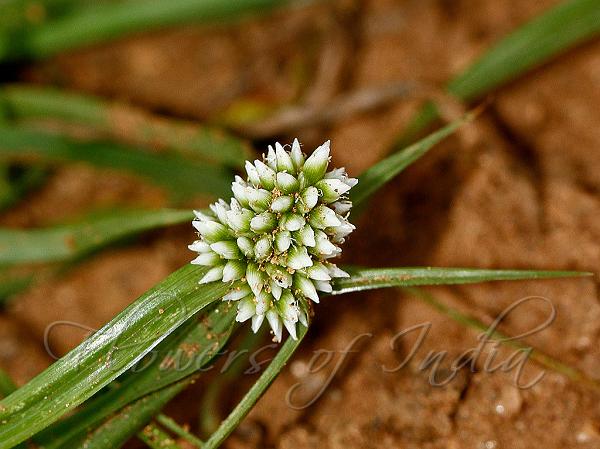 Soft Sedge