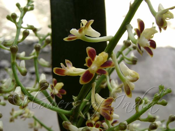 Spiked Closed-Mouth Orchid