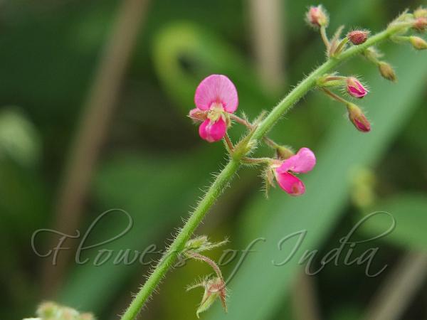 Sticky Desmodium