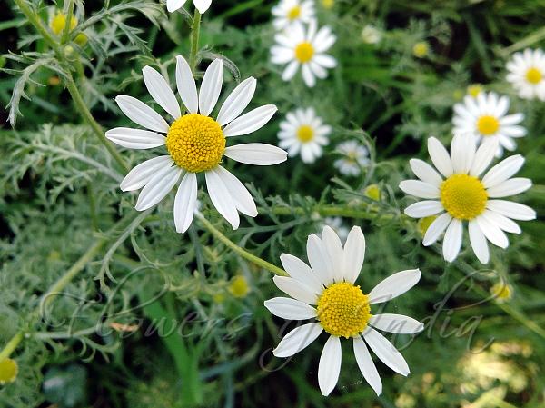 Stinking Chamomile