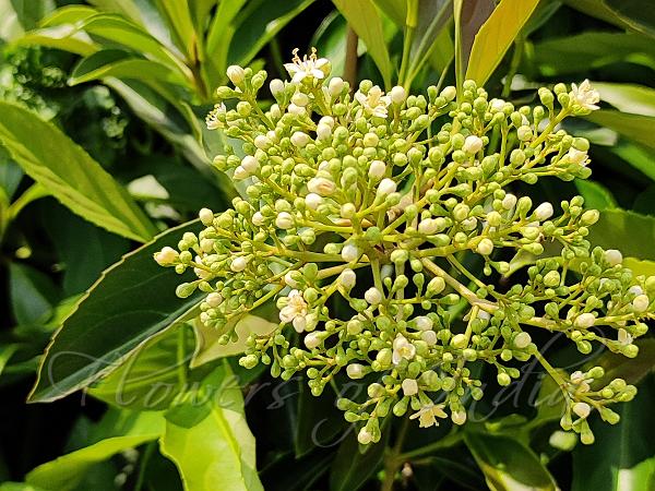 Sweet Viburnum