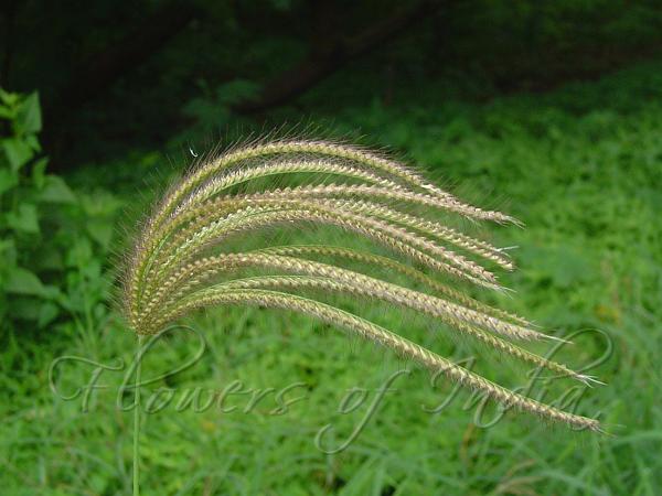 Swollen Finger Grass