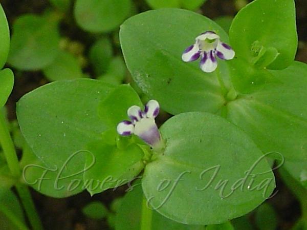 Tamilnadu Bog-Herb