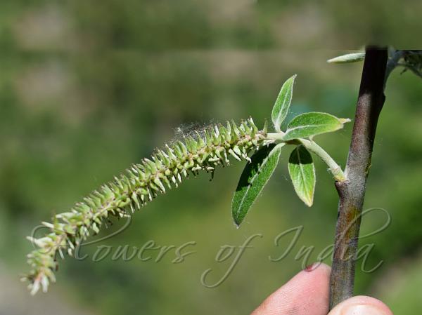 Thick-Branch Willow