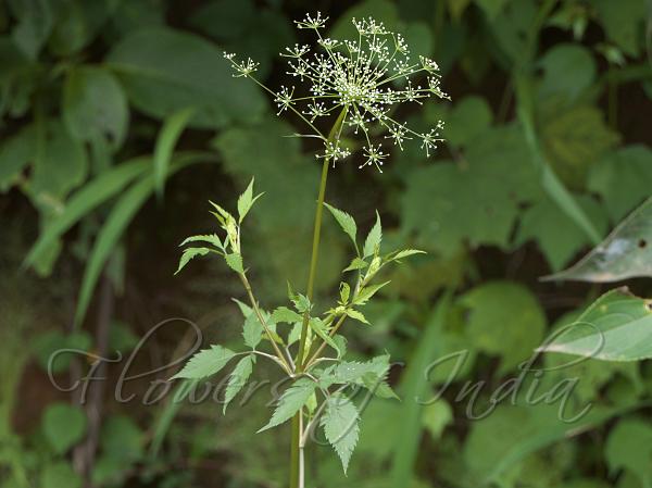 Three-Leaf Pimpinel