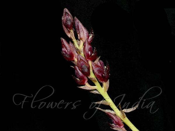 Three-Toothed Bulb-Leaf Orchid