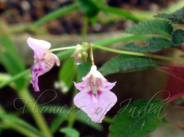Travancore Balsam