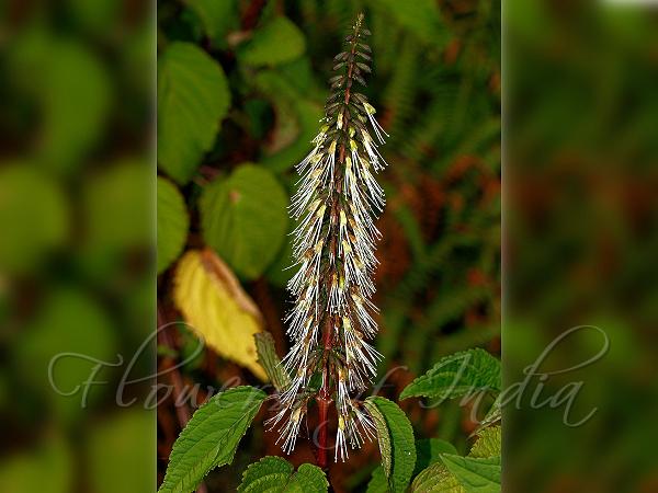 Travancore Shrub-Mint