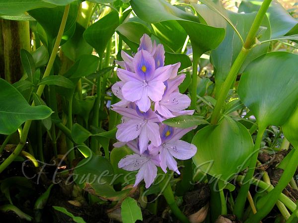 Water Hyacinth
