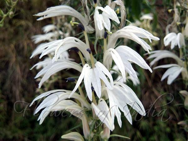 White East-Himalayan Lobelia