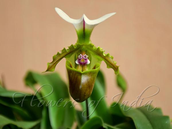 White-Hood Slipper Orchid