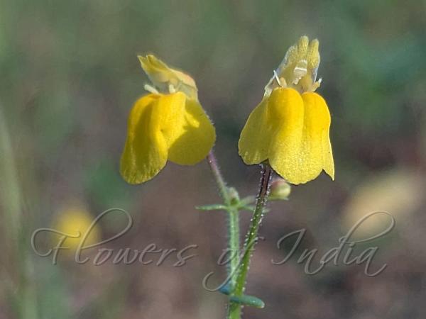 Yellow Bog-Herb