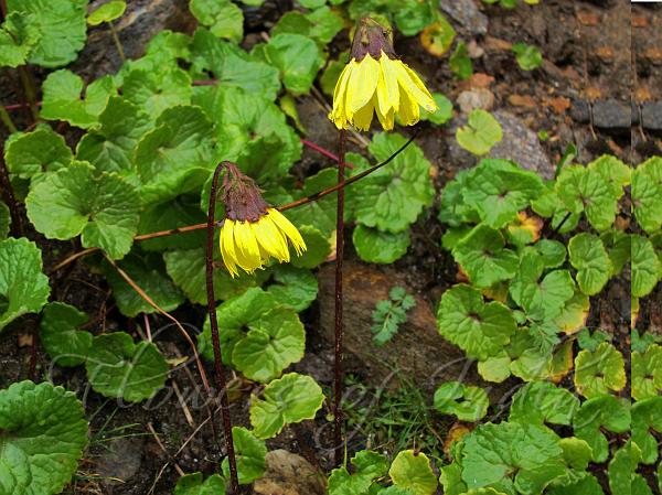 Yellow Drooping-Daisy