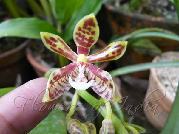 Yellow-Brown Moth Orchid