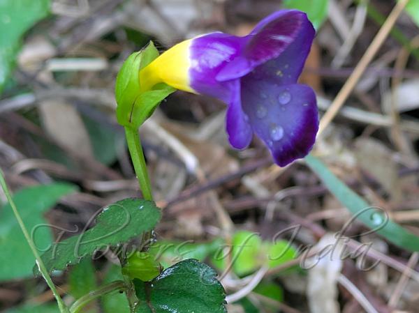 Yellow-Tube Wishbone Flower