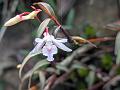 Agastyamala Dendrobium