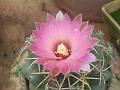 Argentina Chin Cactus