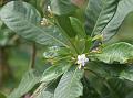 Deccan Snake Root