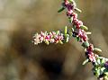 Herbaceous Seepweed
