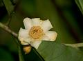 Lakhimpur Tree Camellia