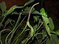 Lobed-Leaf Anthurium