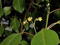 Malabar Swallow-Root