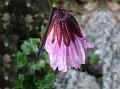 Rosy Drooping-Daisy