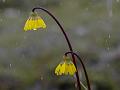 Sikkim Drooping-Daisy