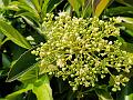 Sweet Viburnum
