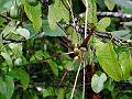 Tapering-Leaf Pipevine