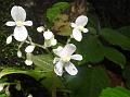 White Arunachal Begonia