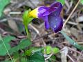 Yellow-Tube Wishbone Flower