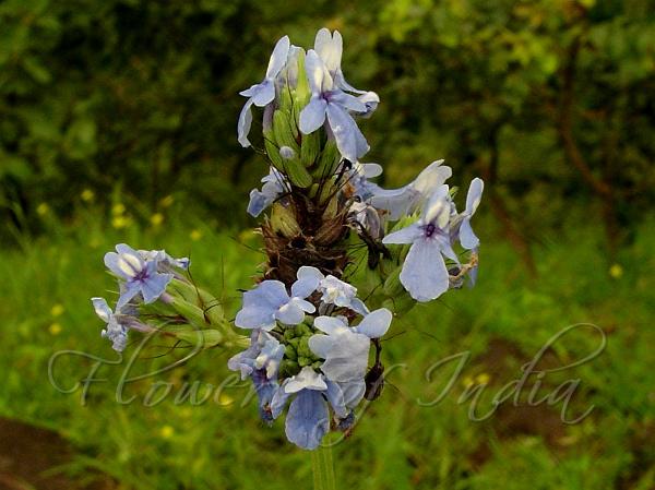 Lavandula bipinnata