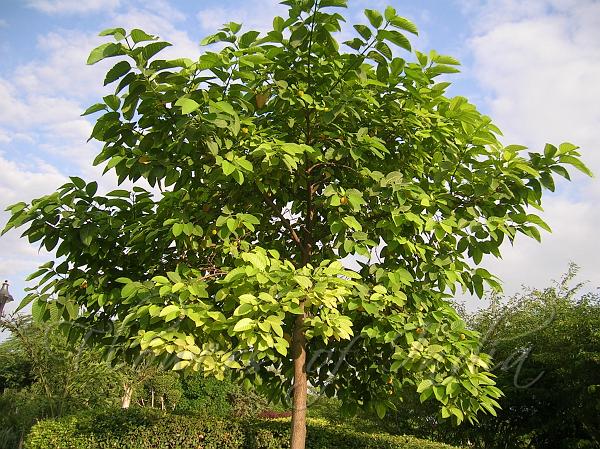 شجرة Neolamarckia Cadamba